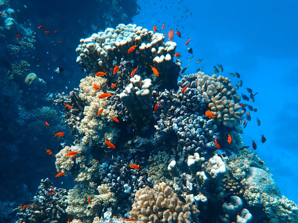 How to destroy the&nbsp;ocean