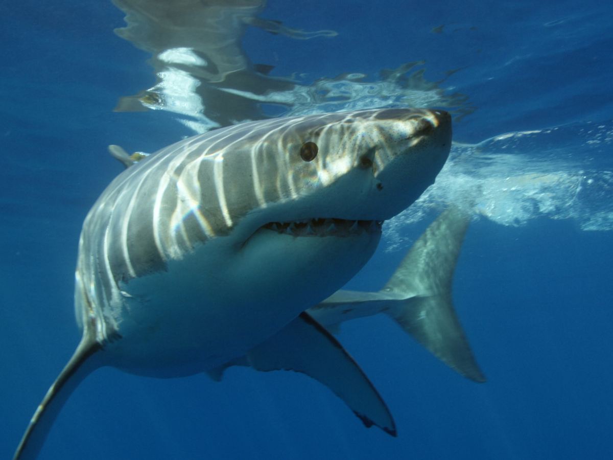 Meet the ocean’s scariest predators. And&nbsp;sharks.