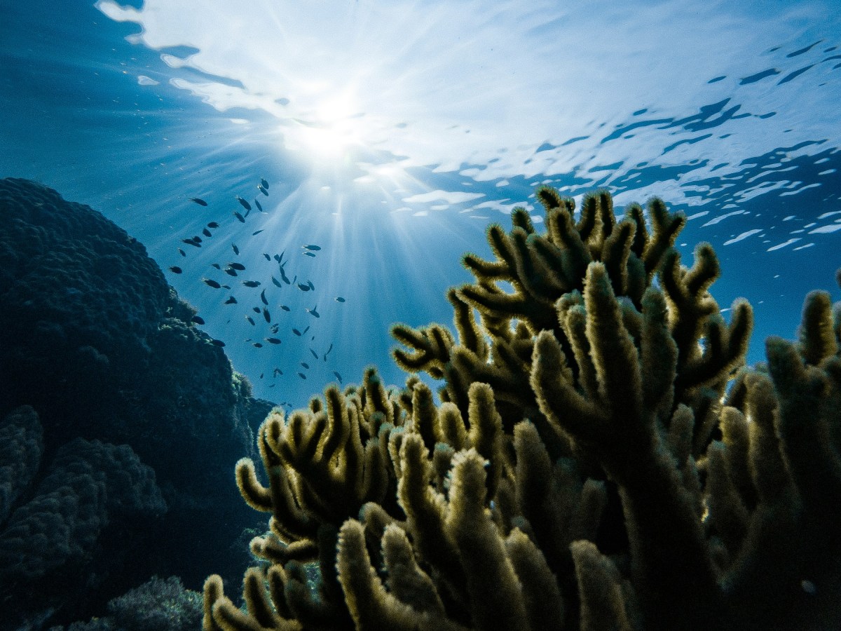 Protecting Our Oceans: The Need for the High Seas&nbsp;Treaty